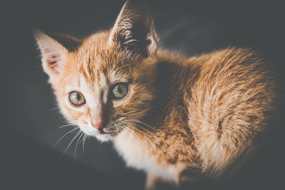 Photograph by Miguel Guzman