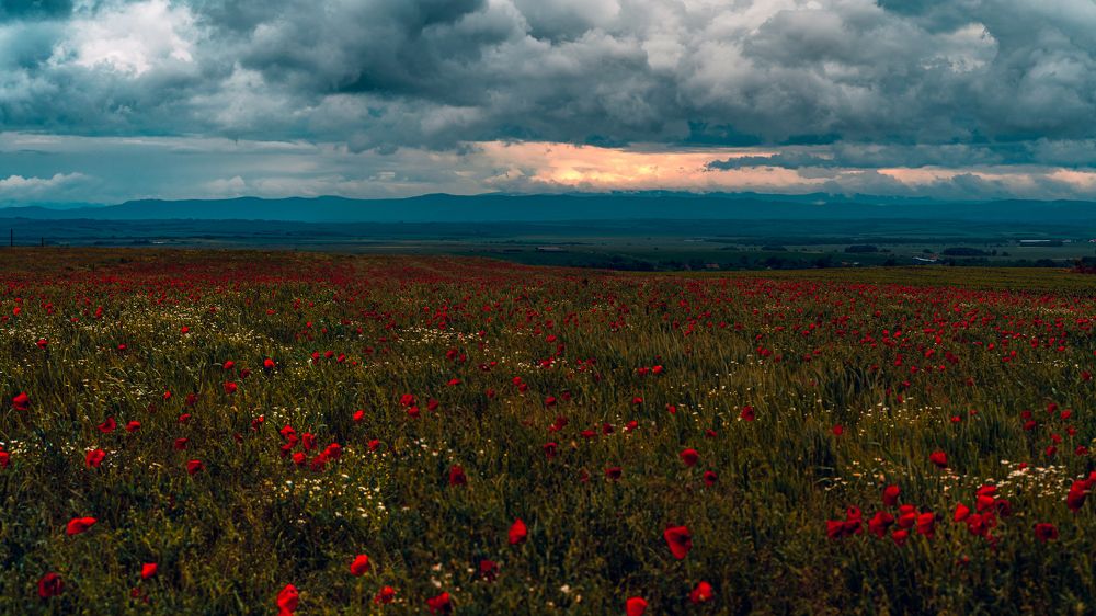 Cornfield with poppies seen at sunset