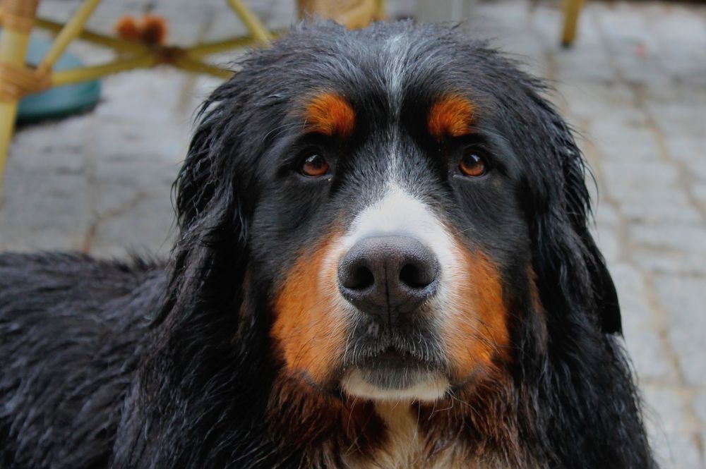 Photograph by Francisco Ferreira