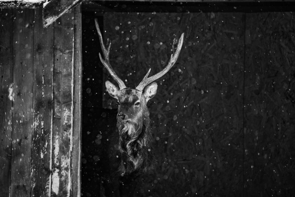 Photograph by Анастасия Ломаева