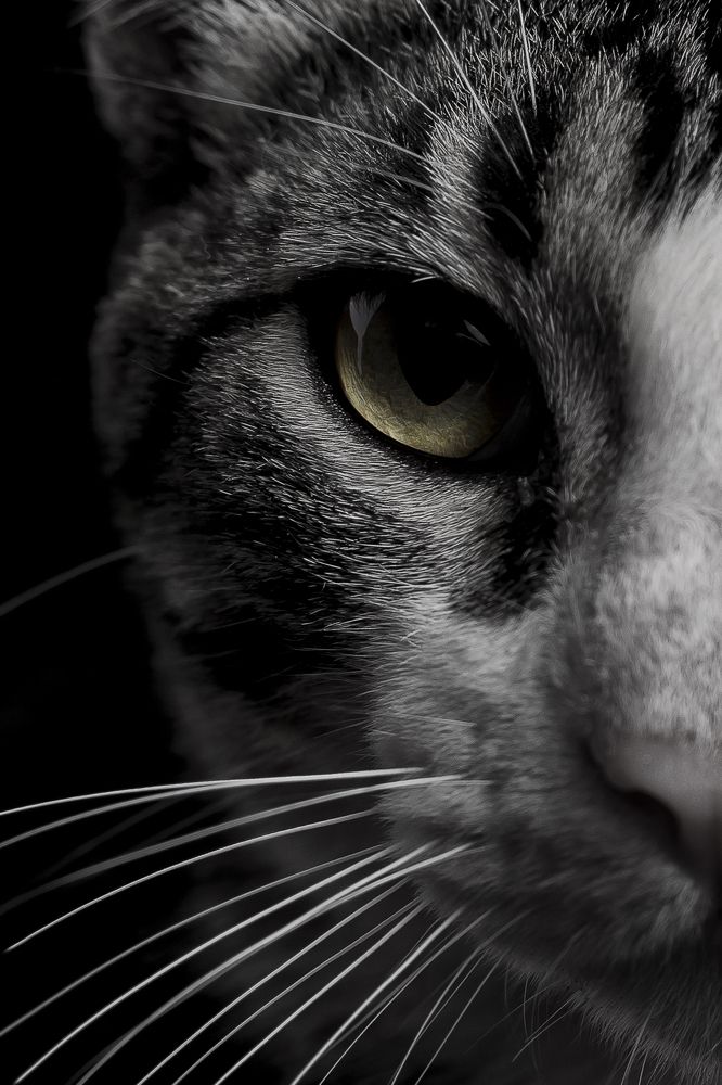 Photograph by  Pedro