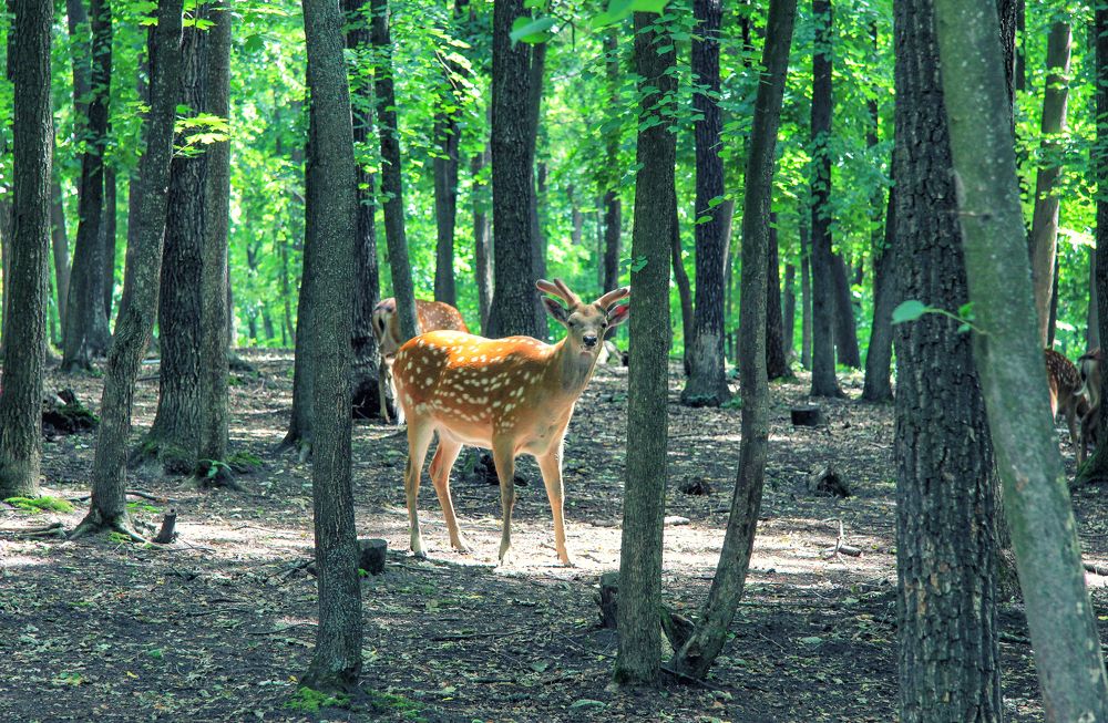 Photograph by Александр Малютин