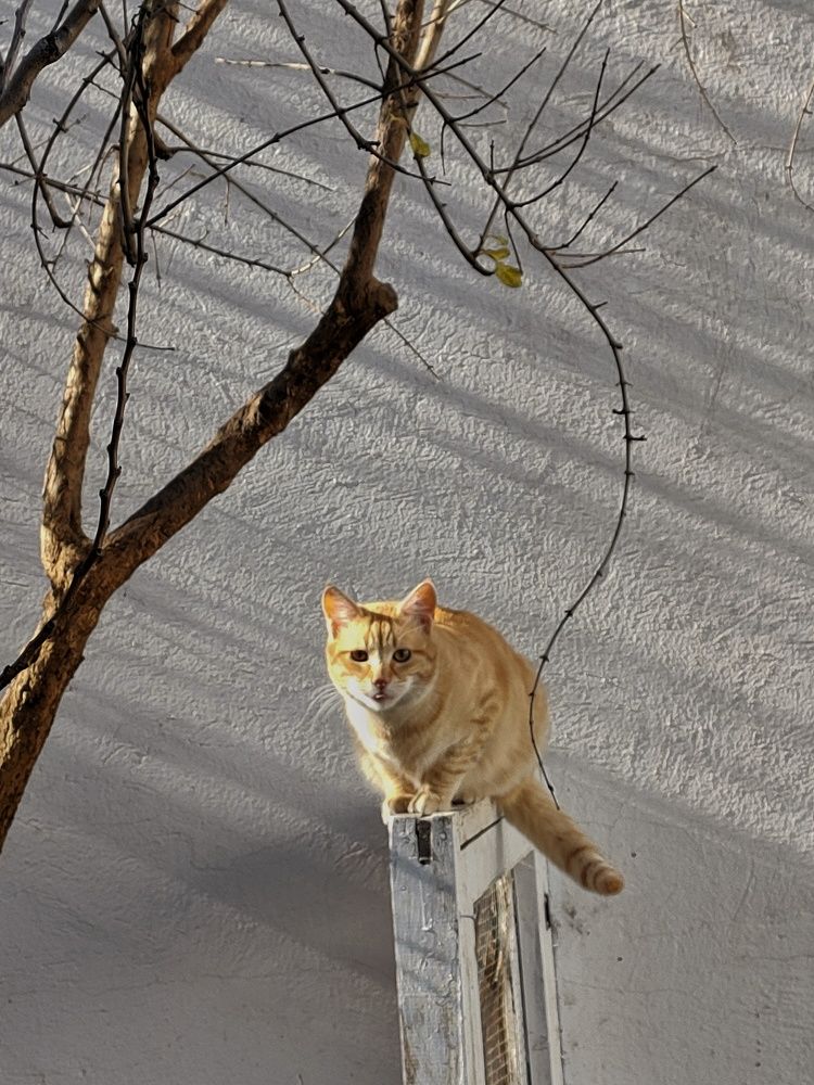 Фотография автора Yacine Meksi