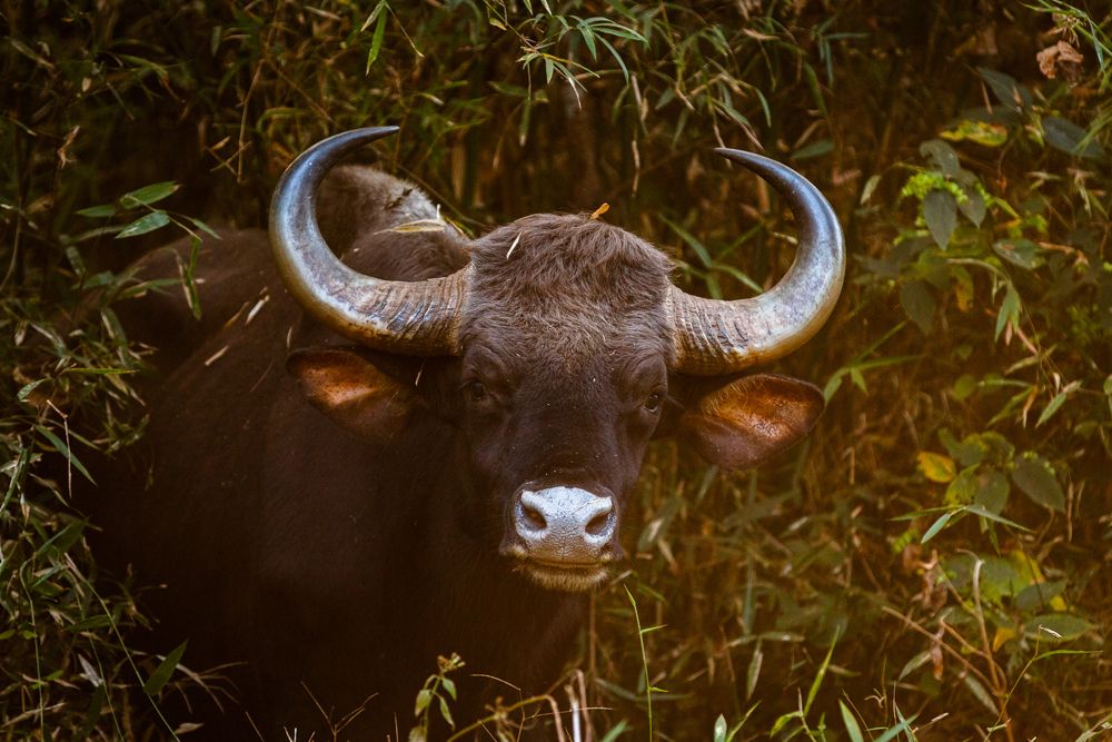 Indian Gaur