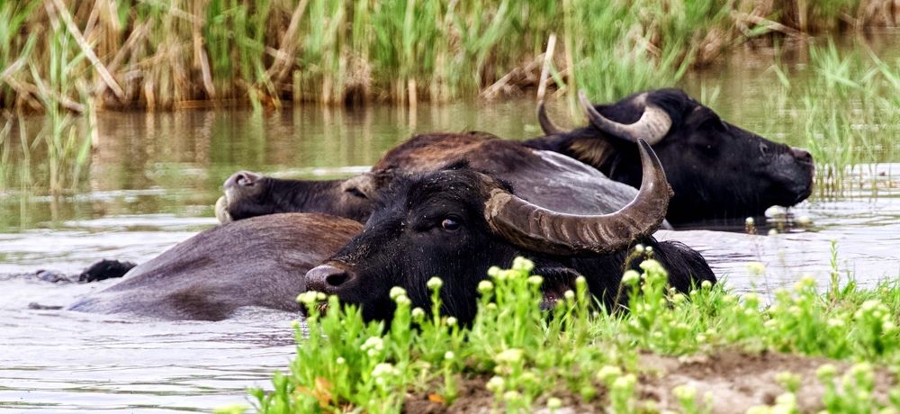 Photograph by advokatkijashko