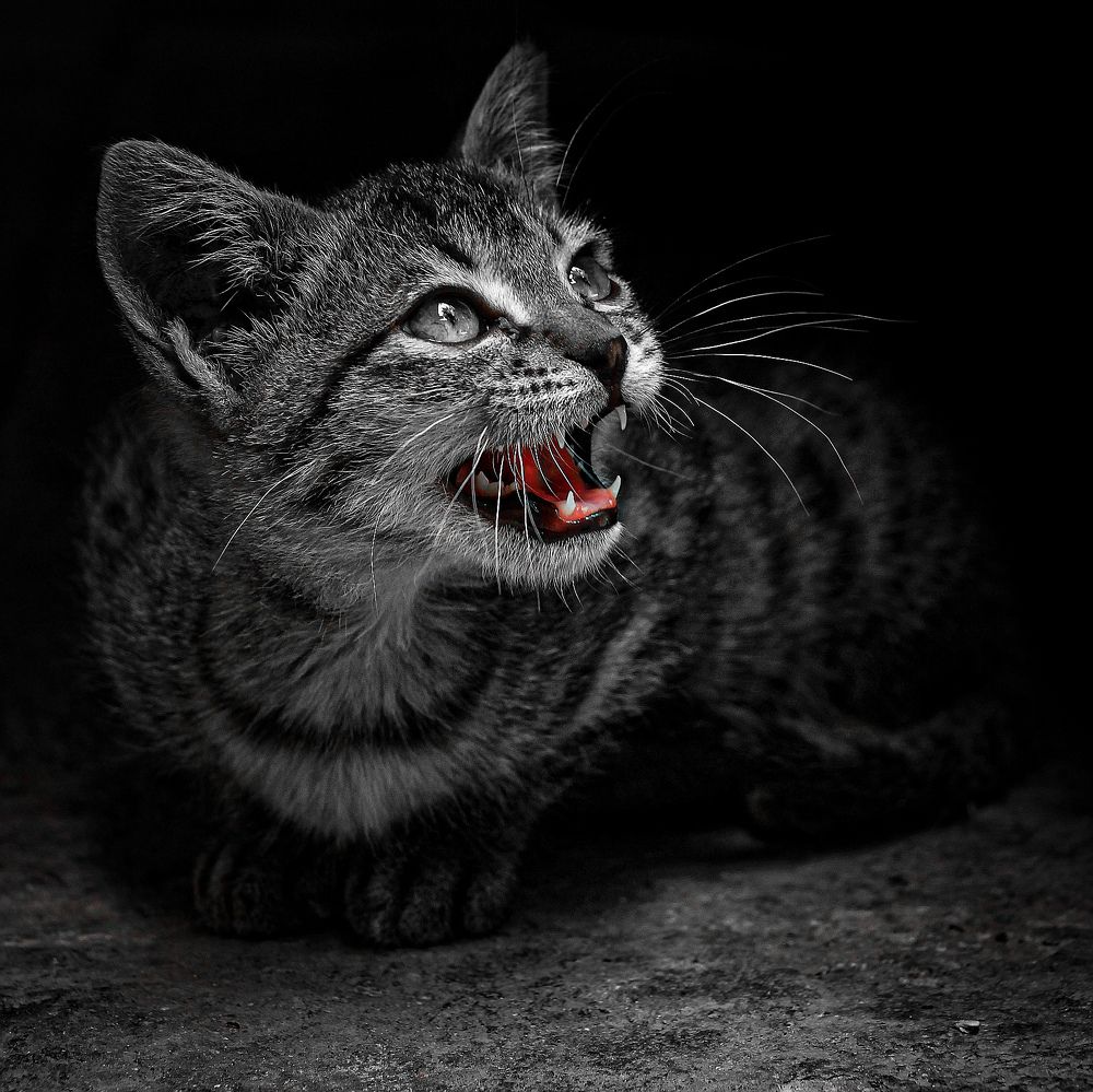 Photograph by Marziyeh Nasiri