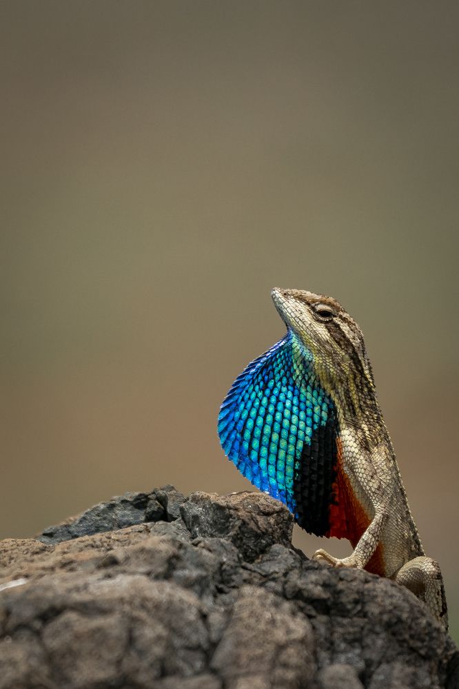 Portrait shot of Fan Throated Lizard