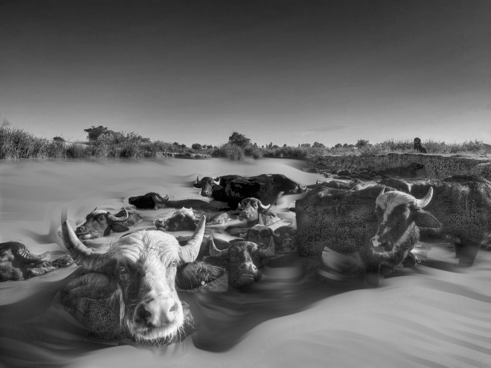 Buffalo in the river