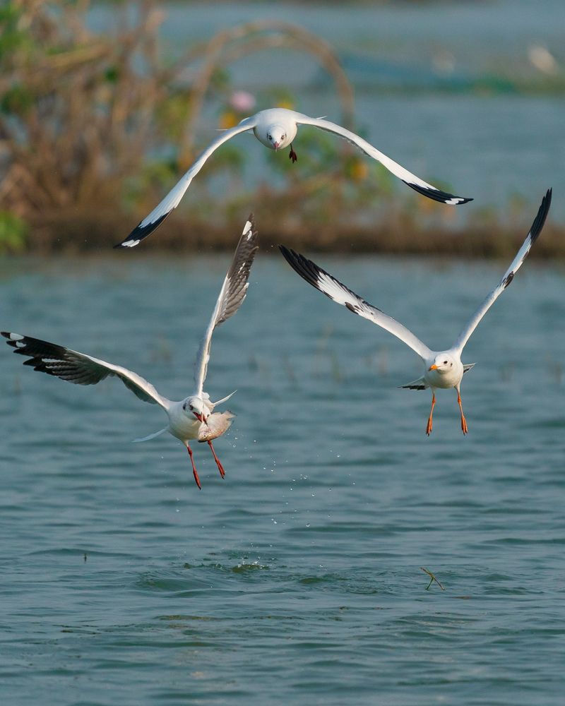 Фотография автора MANJUNATH BAGADE