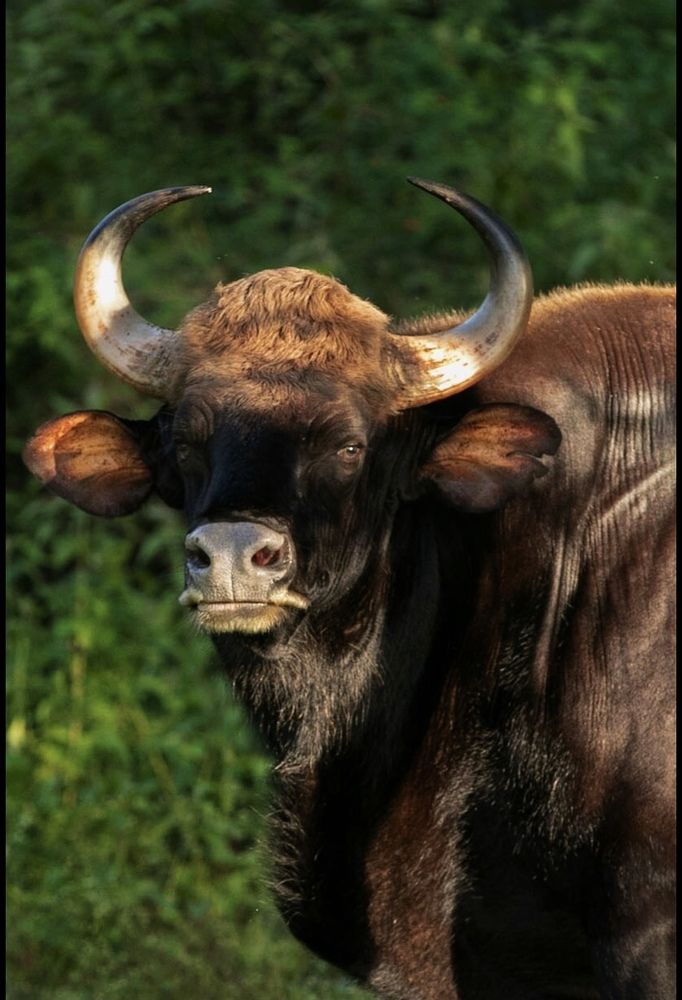 Gaur