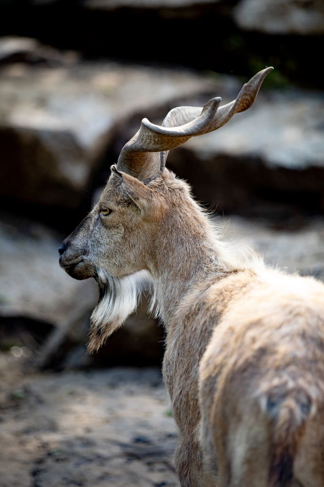 Винторогий козел