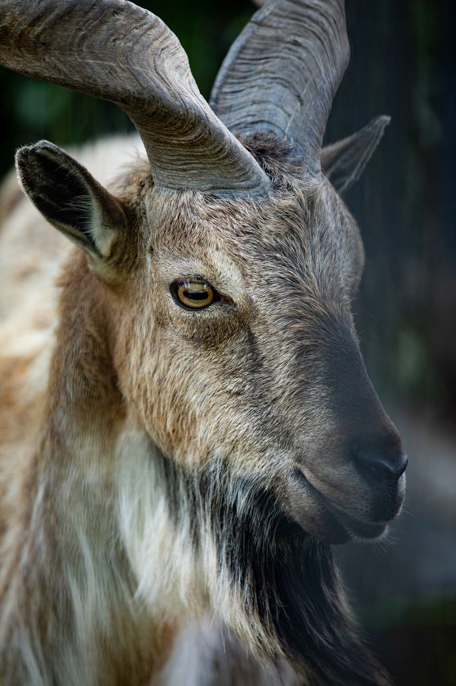 Винторогий козел