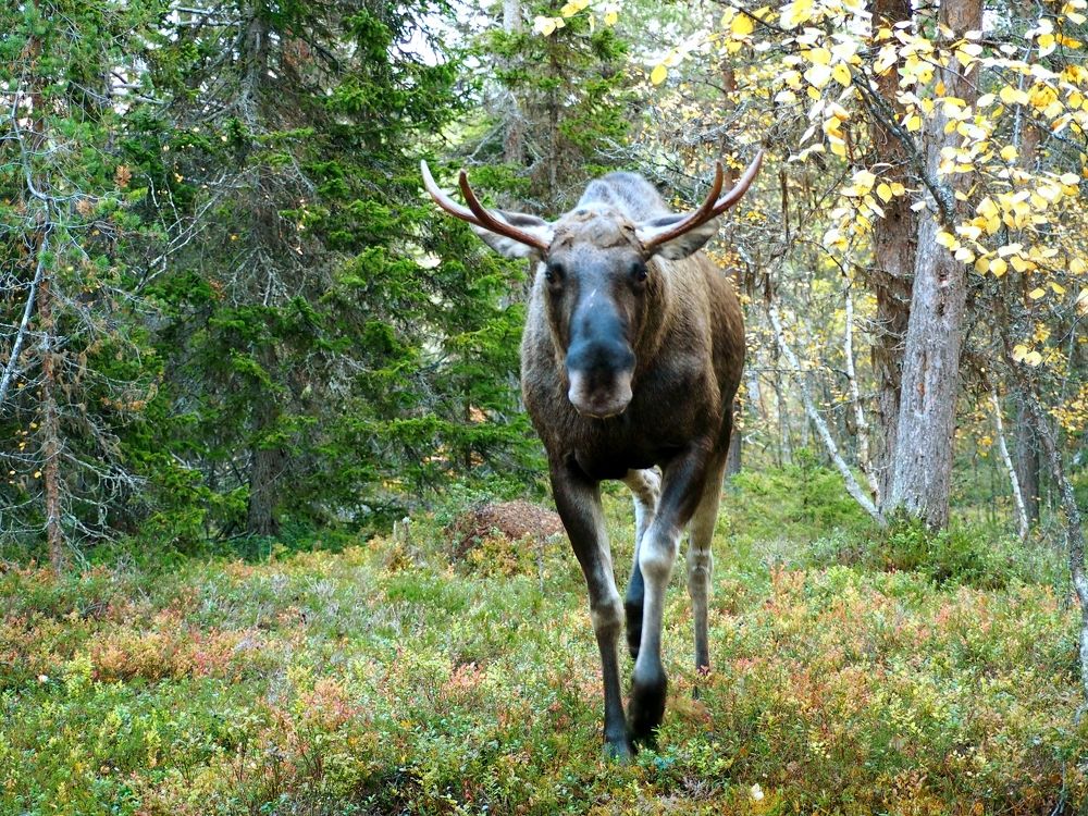 Photograph by Евгений Яковлев