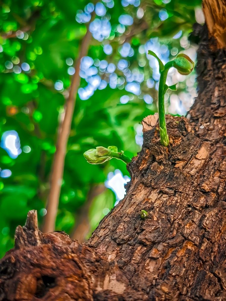 Photograph by Sarah Pouryousef