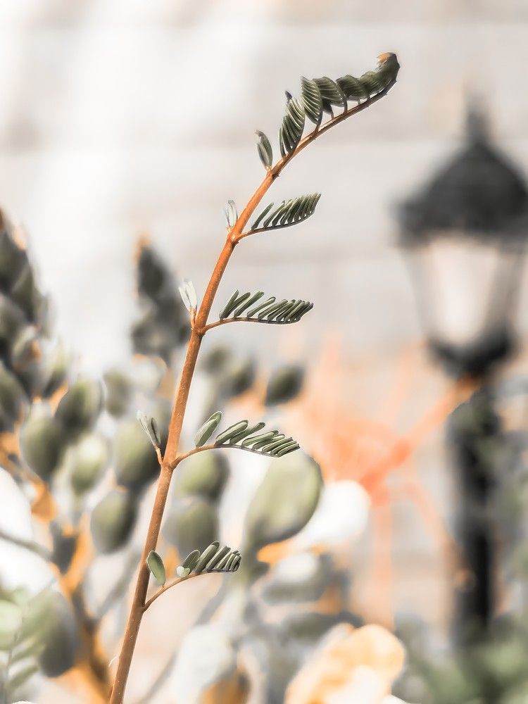 Photograph by Sarah Pouryousef