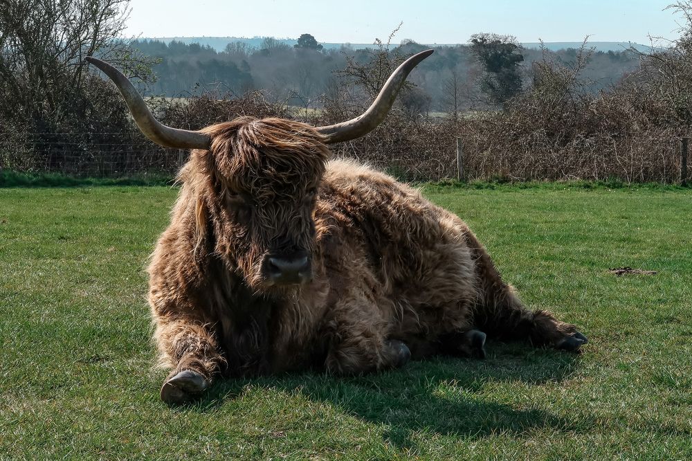 Highland Cattle