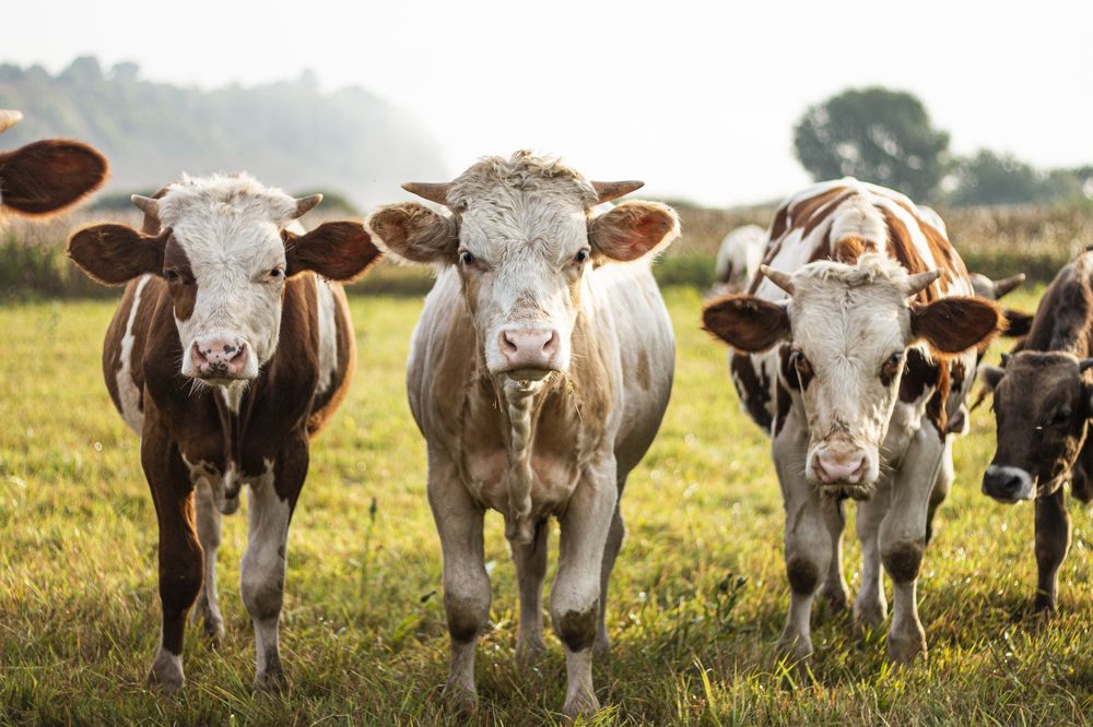 Три богатыря