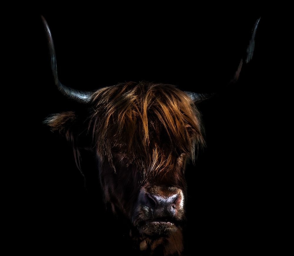 Фотография автора Dino Sirica