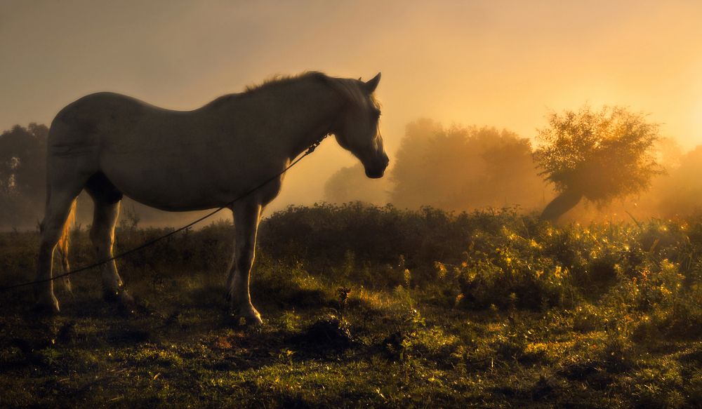 Photograph by Инна Буглак