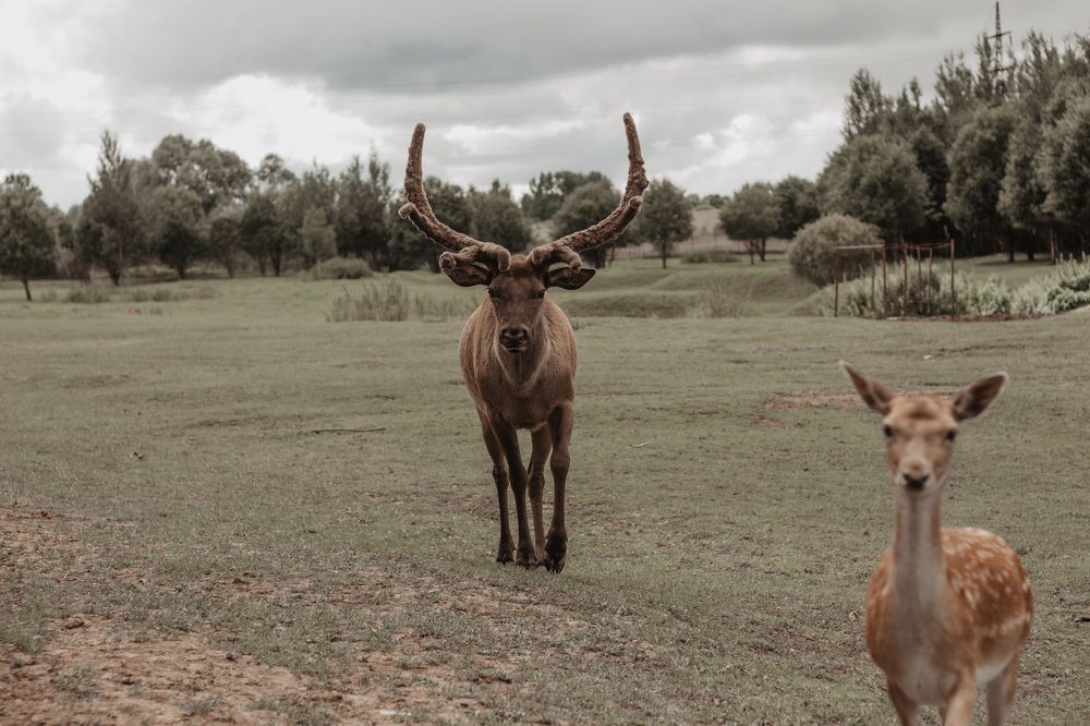 Photograph by Марина Кирпичникова