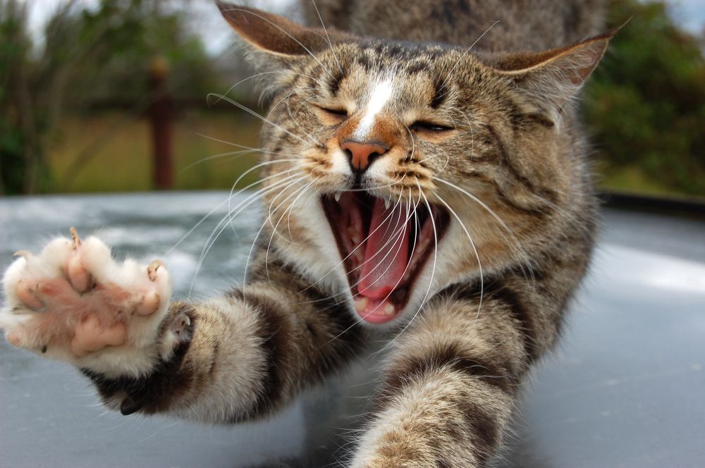 Фотография автора Олег Анатольевич Загорулько