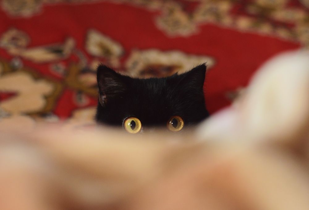 Photograph by Екатерина Шлехт