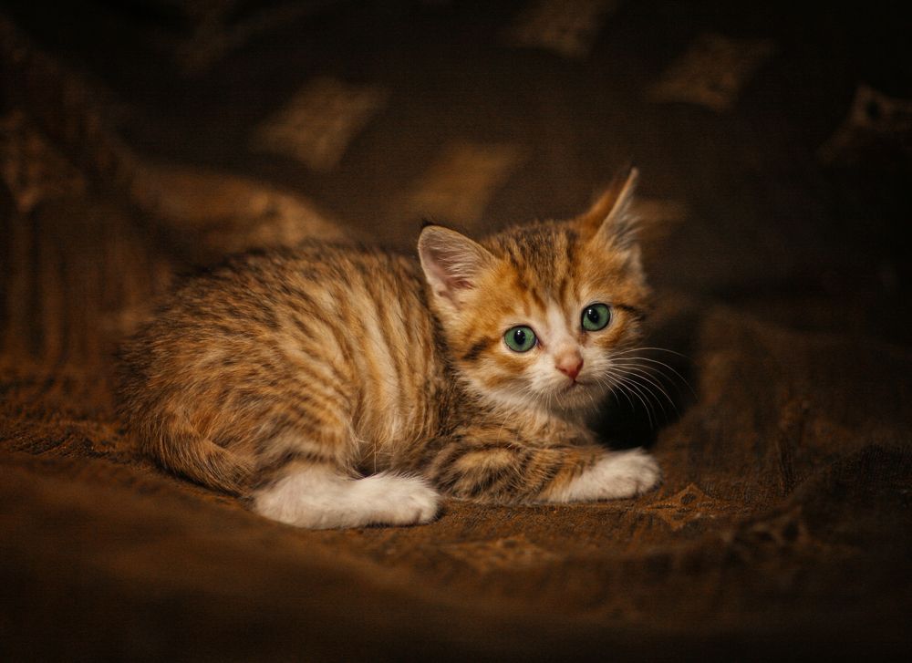 Маленький тигра