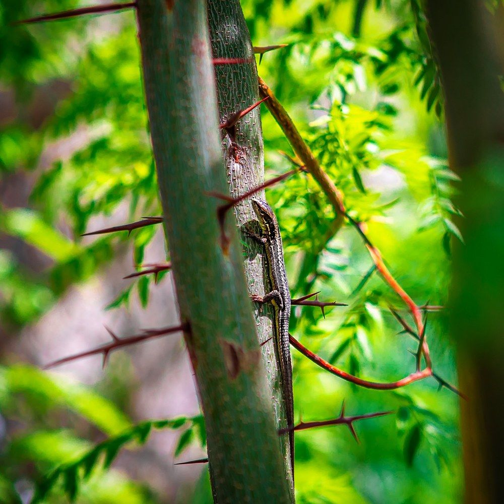 Photograph by Katrin Antares