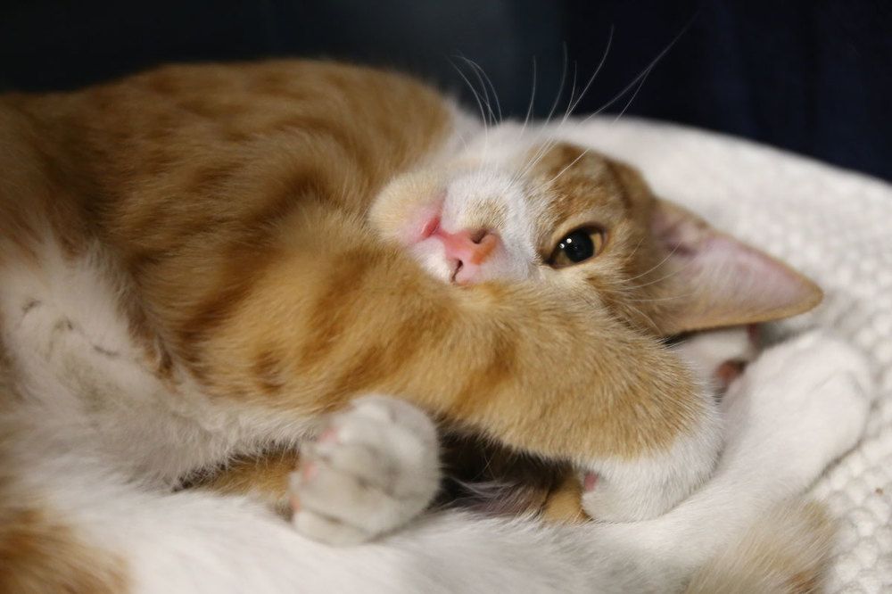 Photograph by Галина Хвостенко