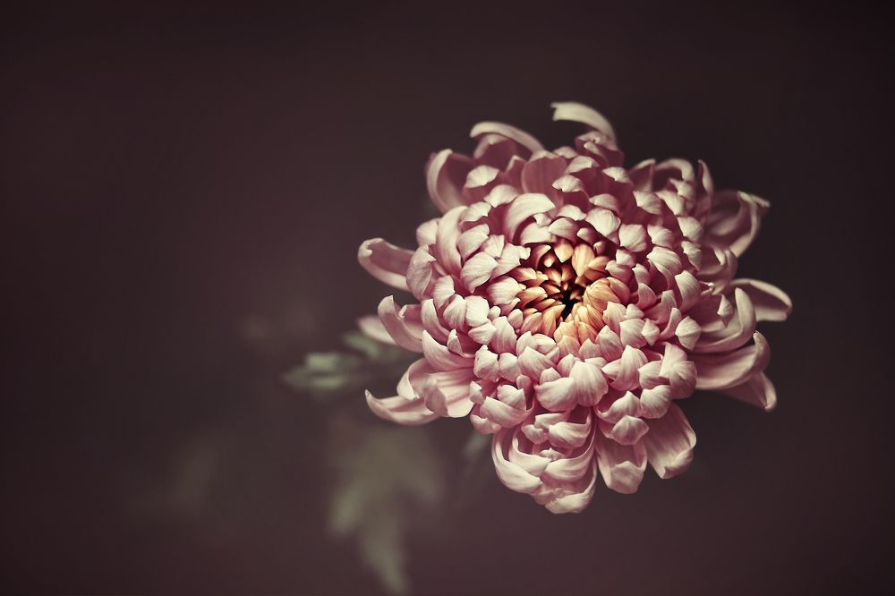 Цветок осени