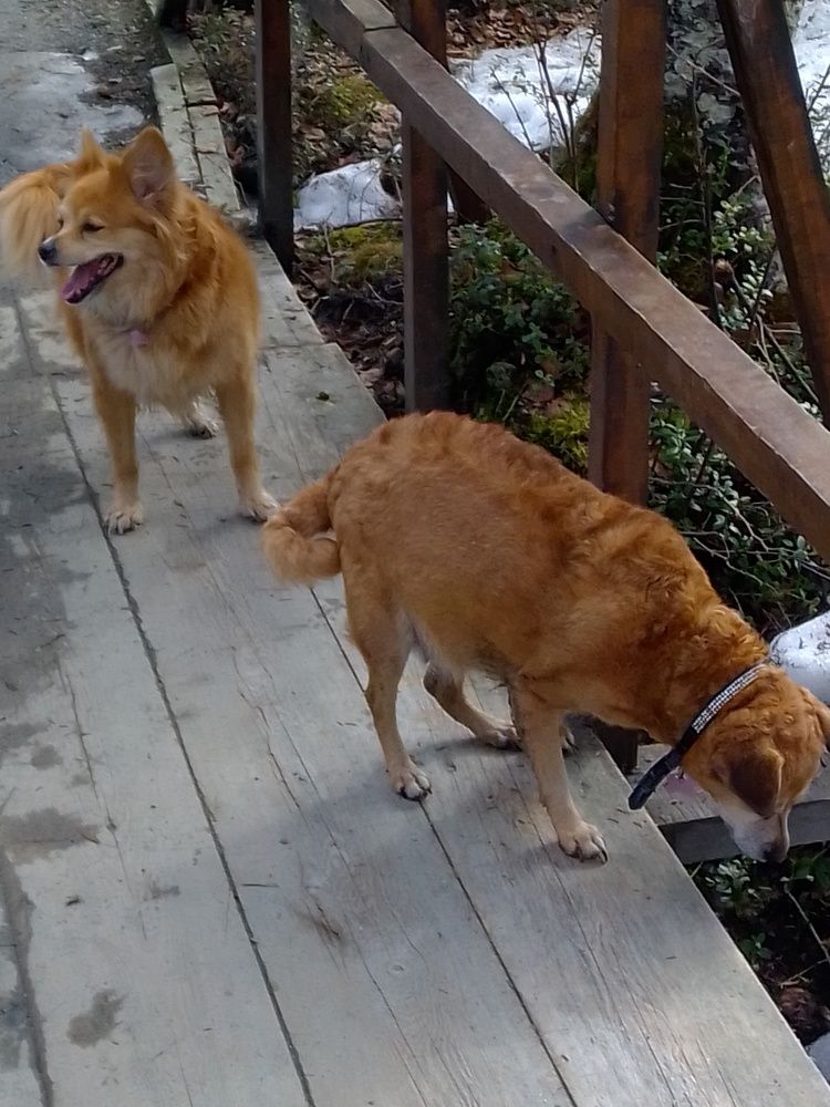 Photograph by Нина Гирнык