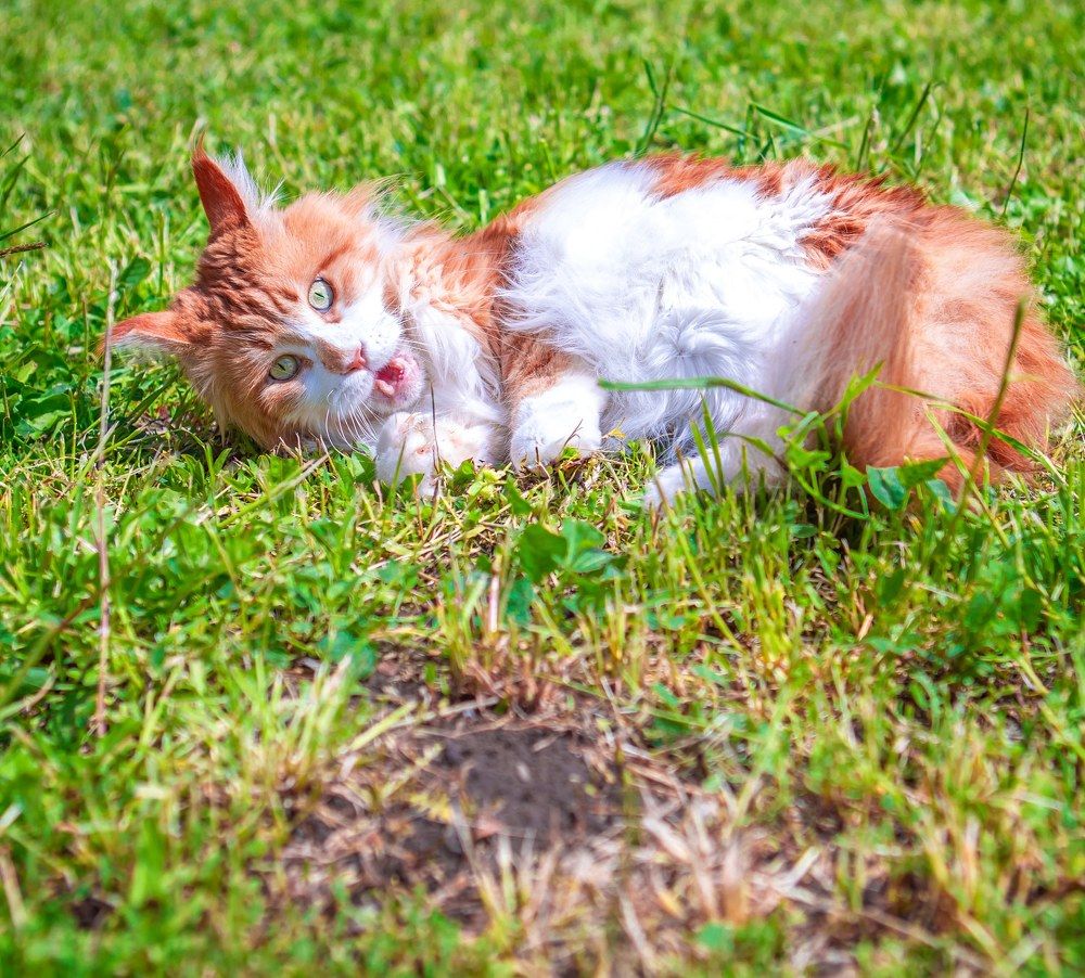 Photograph by Katrin Antares