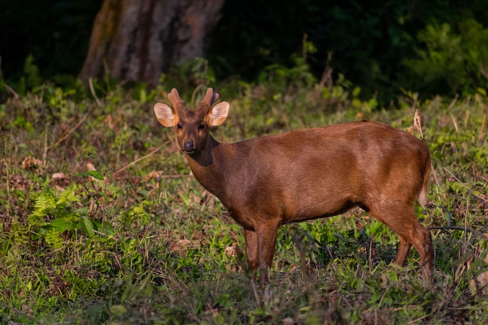 Photograph by Vivek Gogoi