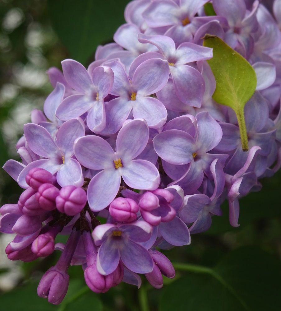 Lilac blossom