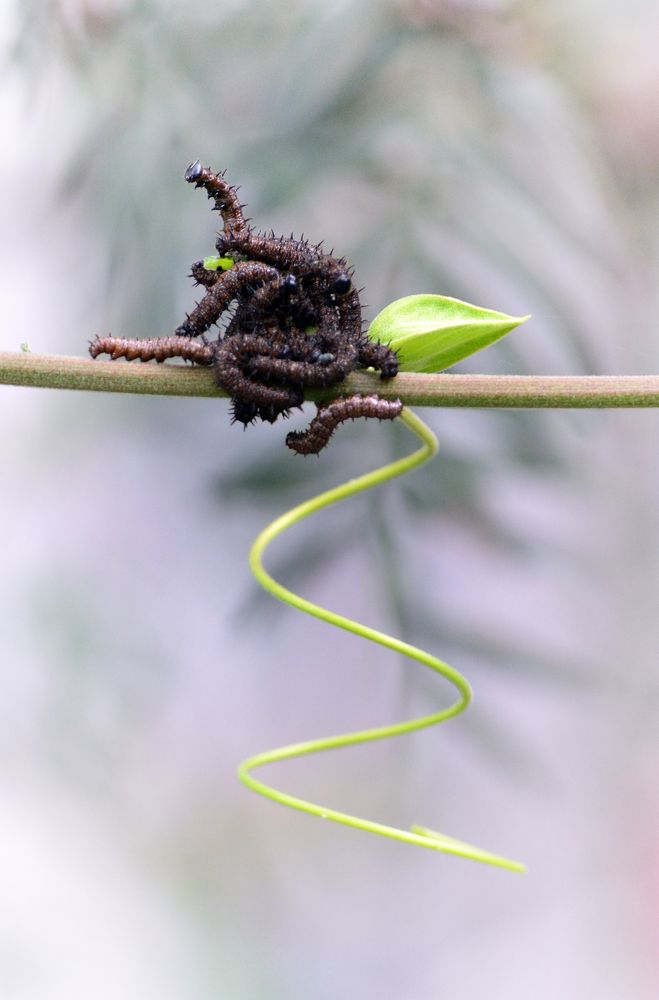 Photograph by Hugo Noboa