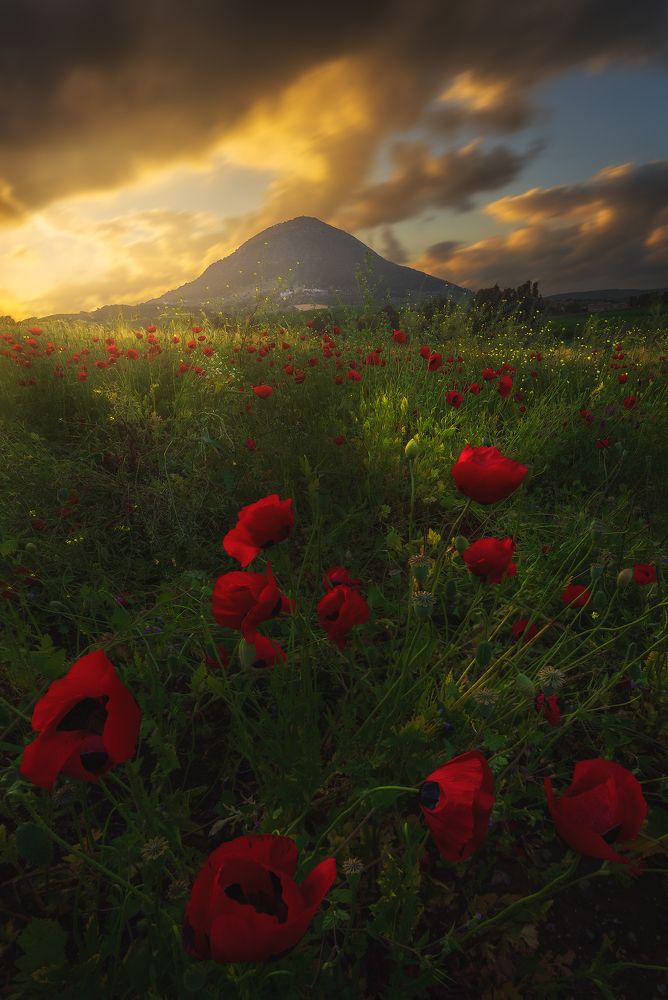 Photograph by Aharon Amram