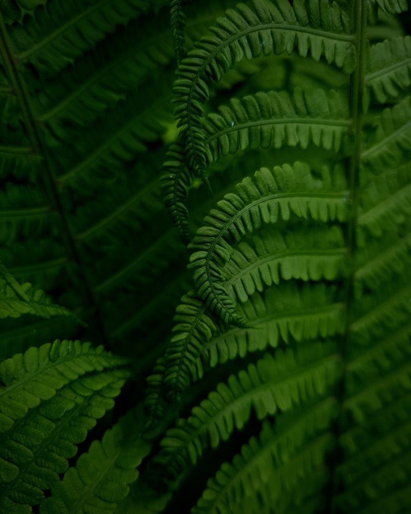 Photograph by Любовь Дмитриченко