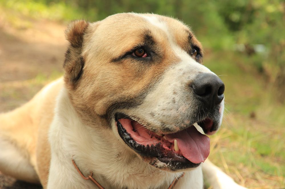 Photograph by федотов Алексей