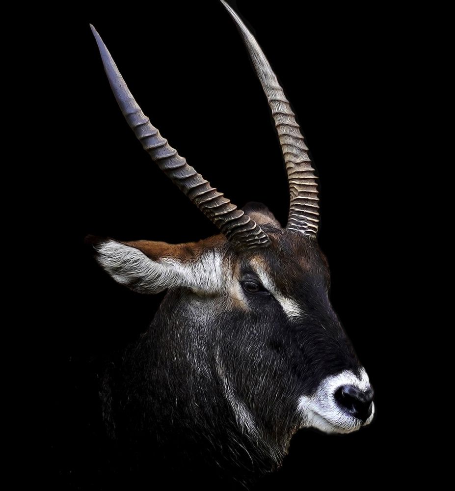 Фотография автора Raed Victor Saad