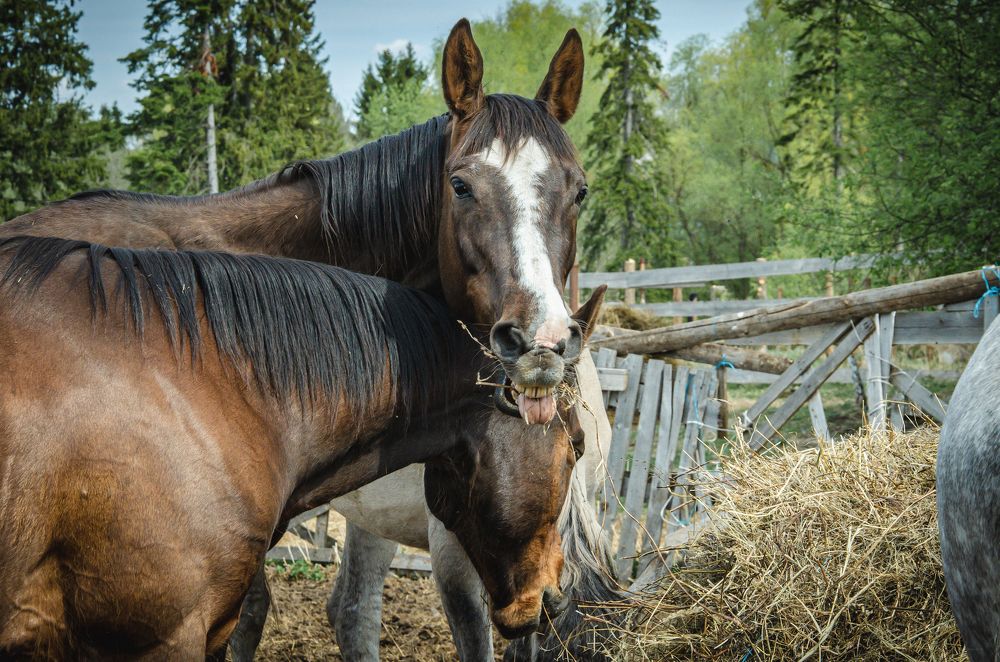 Photograph by Сергей Торхов