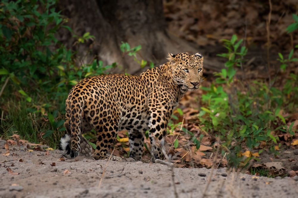 Photograph by Jain Salil