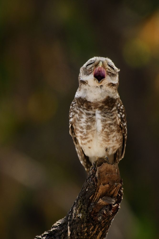 Photograph by Jain Salil