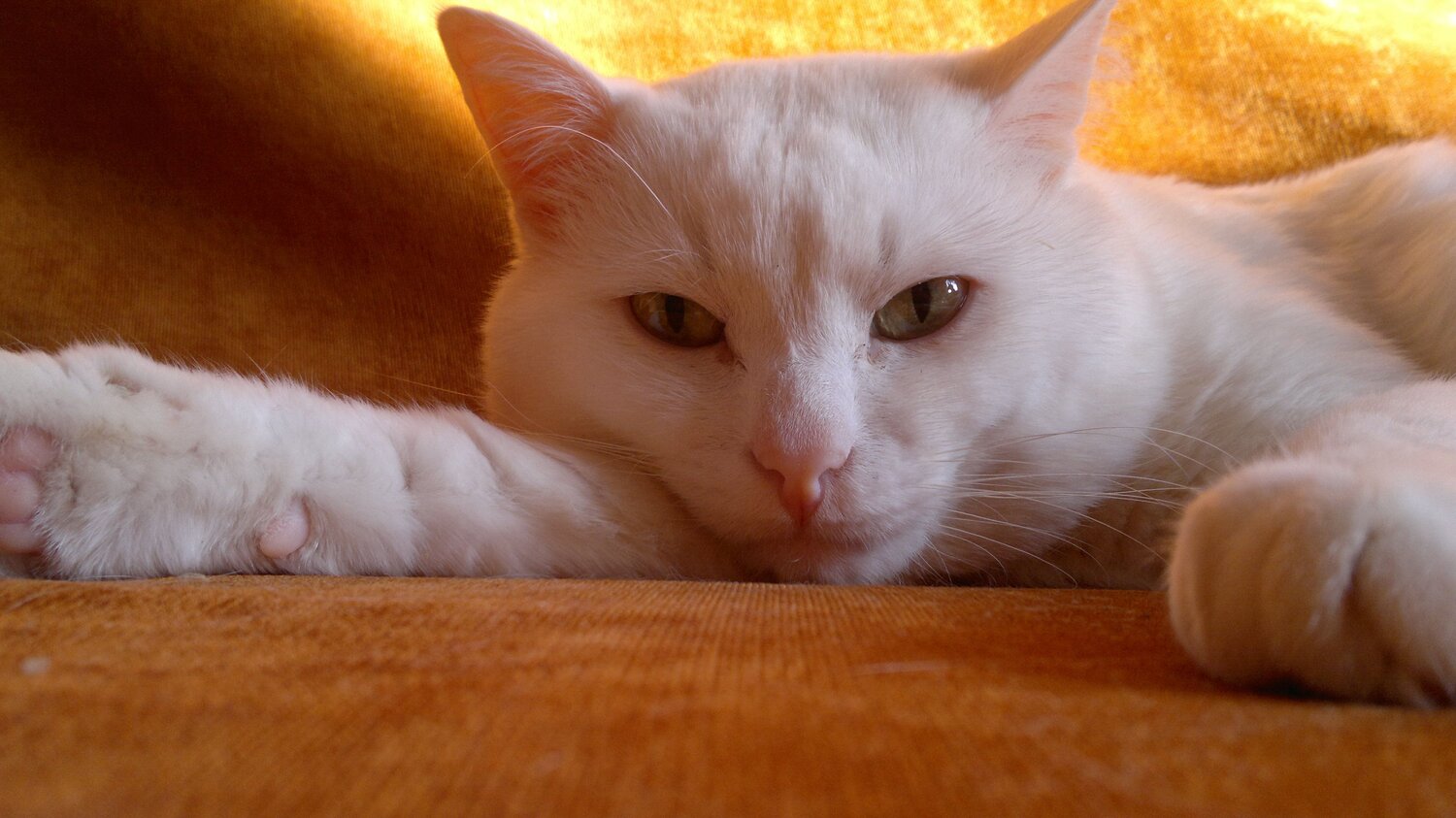 Photo #6112899