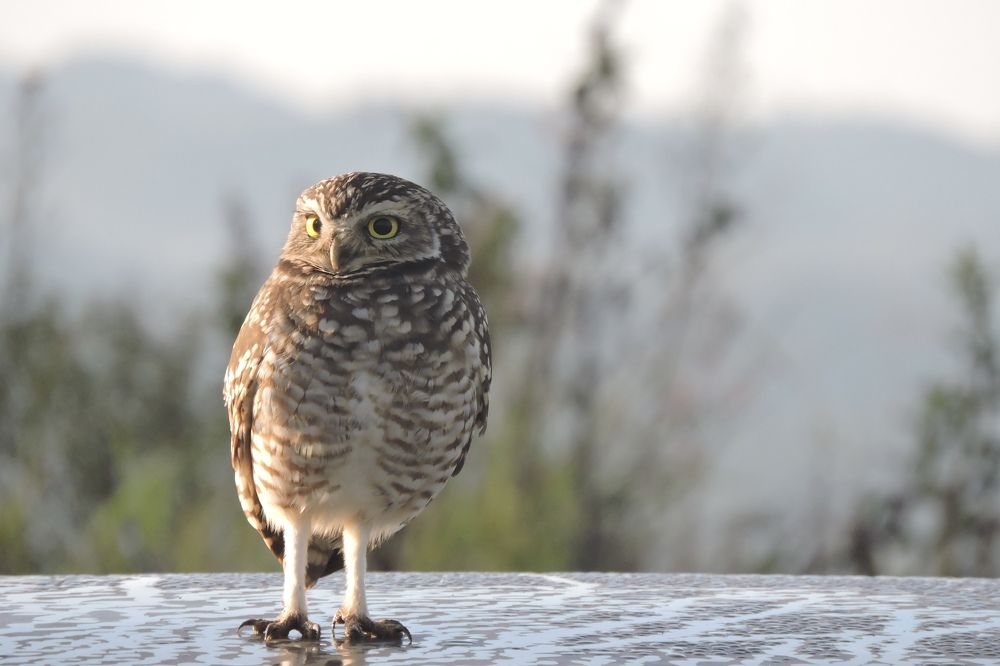 Photograph by Paulo Cesar Soares