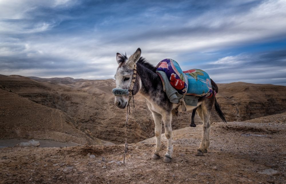 Фотография автора Григорий Крамаренко