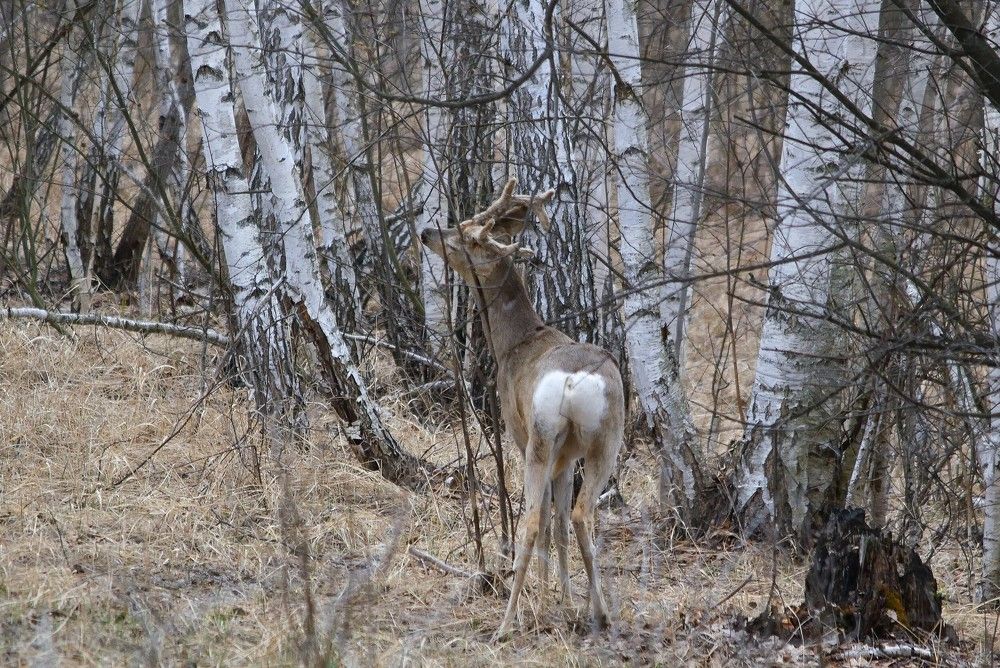 Захотелось почесаться