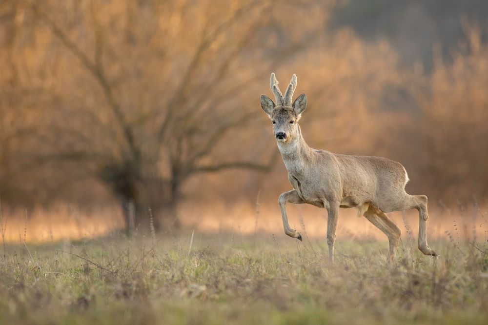 Roe Deer running with beautiful backlight in the golden hour.
