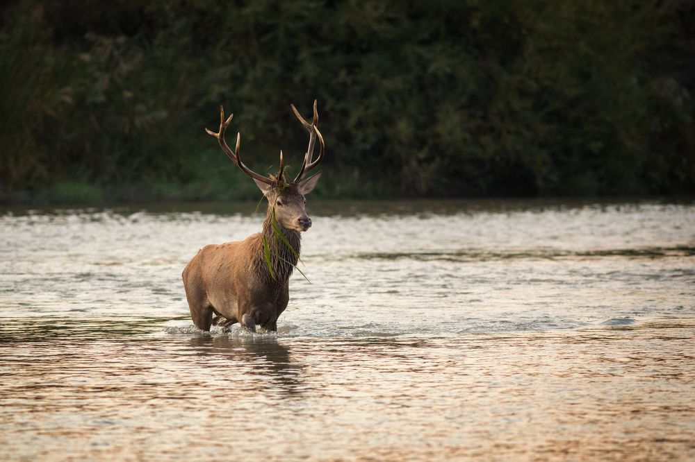 Red Deer crossing the Mures river in Transylvania.