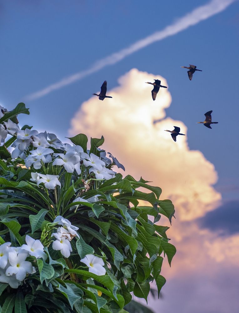 Photograph by Asamanj Maiti