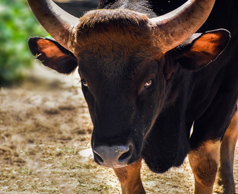 Photograph by Asamanj Maiti